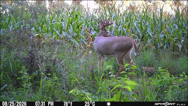 Laue Trust Tract 9 Wildlife Photos image 3