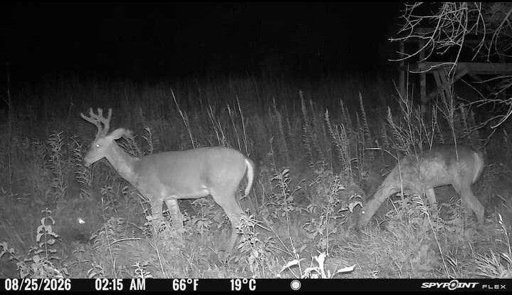 Laue Trust Tract 10 Wildlife Photos image 1
