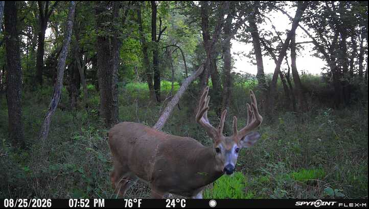 Laue Trust Tract 9 Wildlife Photos image 1
