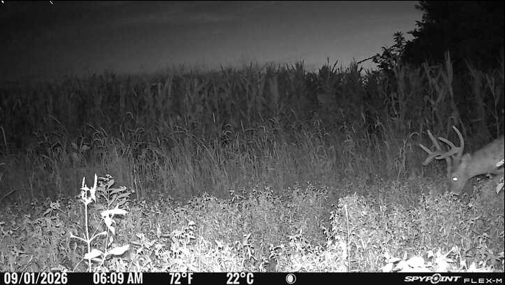Laue Trust Tract 1 Wildlife Photos image 2