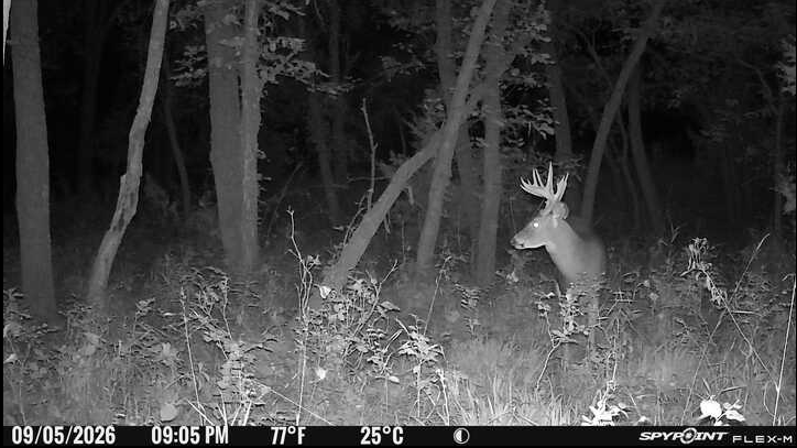 Laue Trust Tract 9 Wildlife Photos image 5
