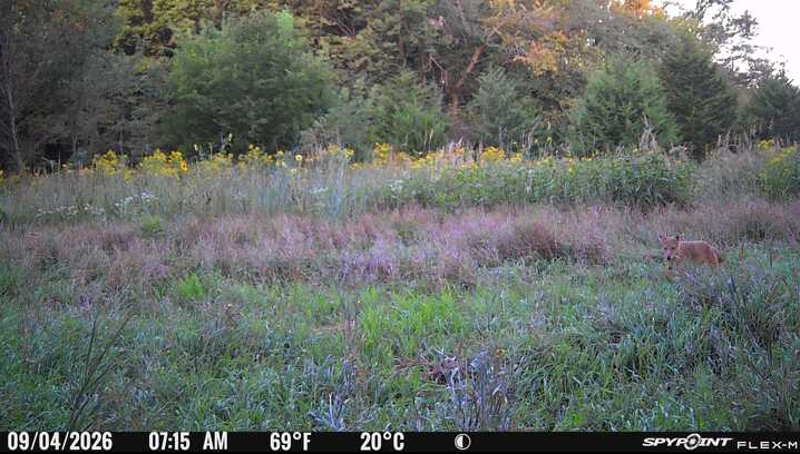Laue Trust Tract 10 Wildlife Photos image 3