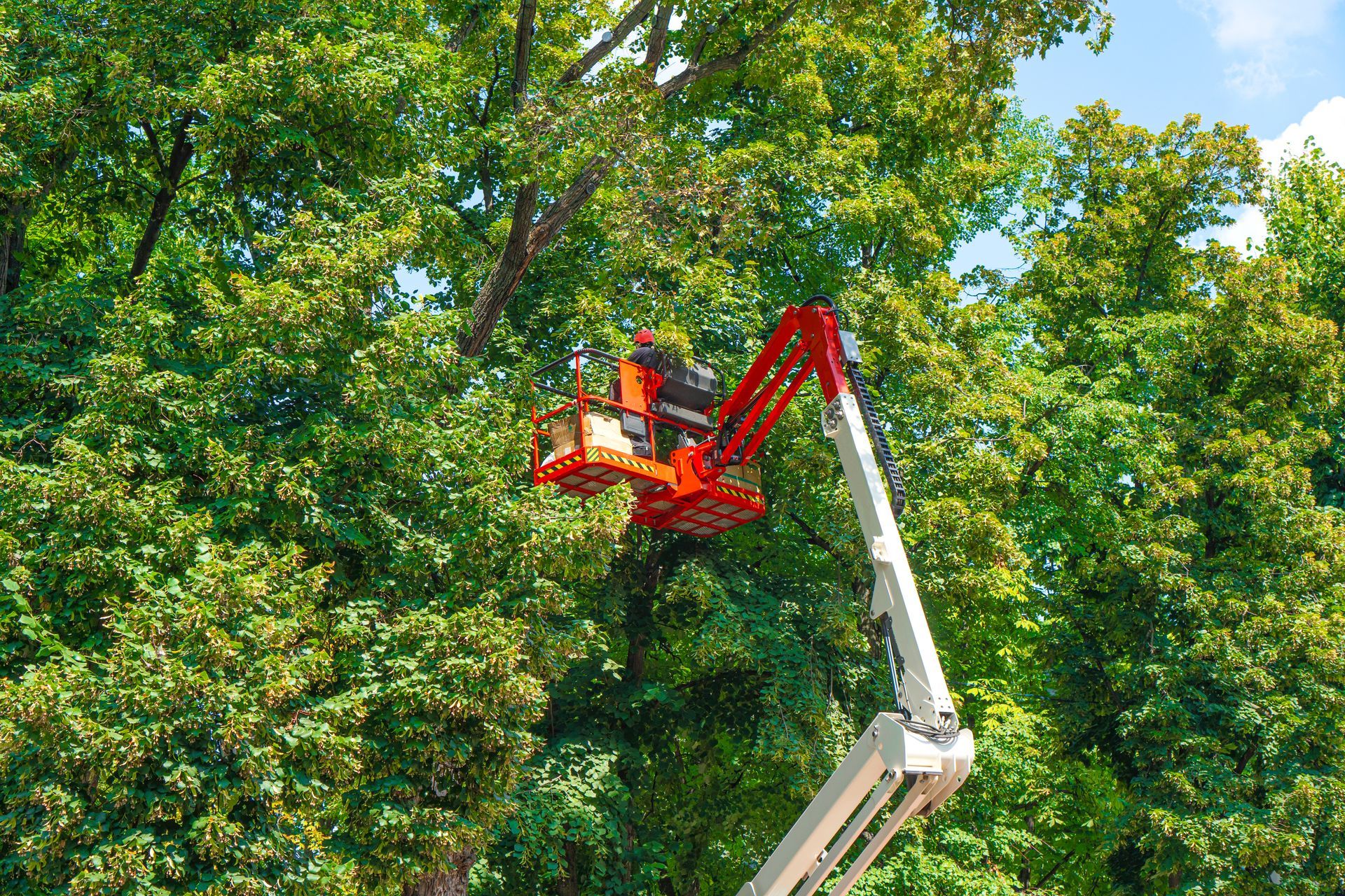 Tree Maintenance Service