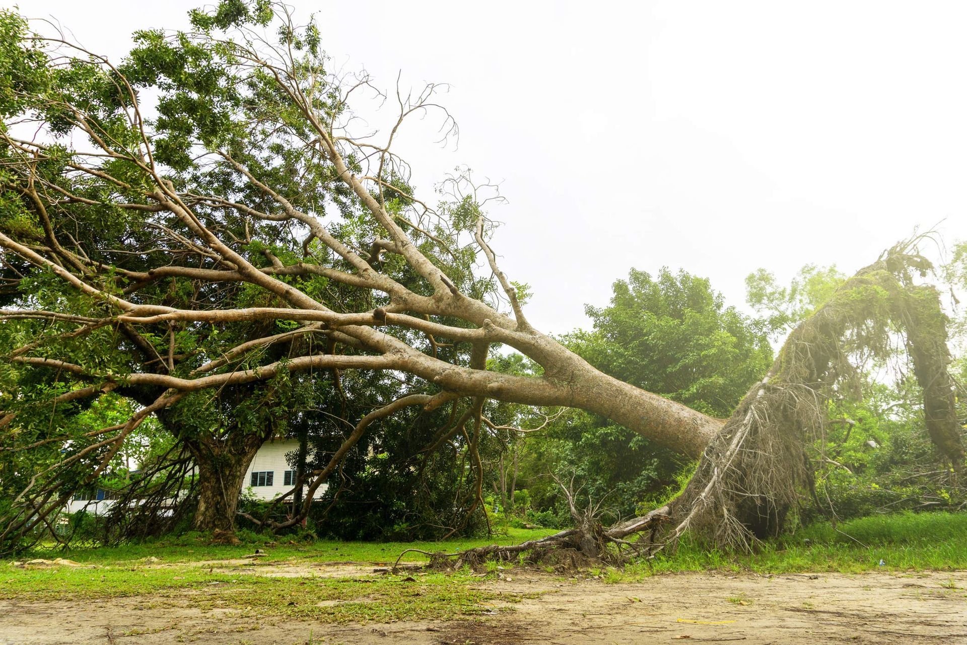 Fallen Trees Fallen Trees