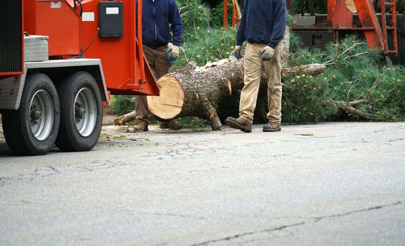 Damaged Tree Removal