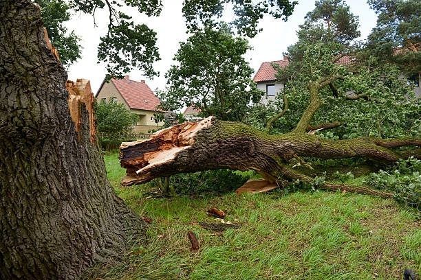 Fallen tree trunk on grass after a storm; houses in the background.
