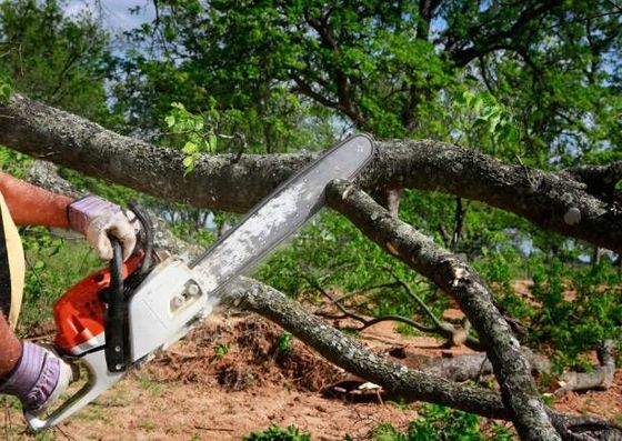 Person using a chainsaw to cut a tree branch outdoors.