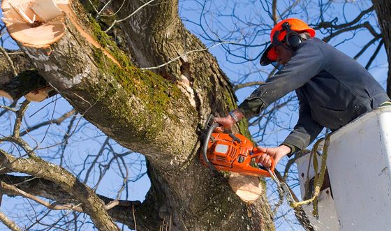 Arborist in bucket cutting tree limb with orange chainsaw, wearing safety gear. Blue sky background.
