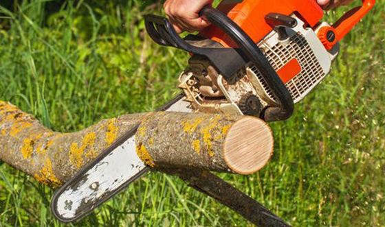 Chainsaw cutting a tree branch outdoors; orange chainsaw, green grass.