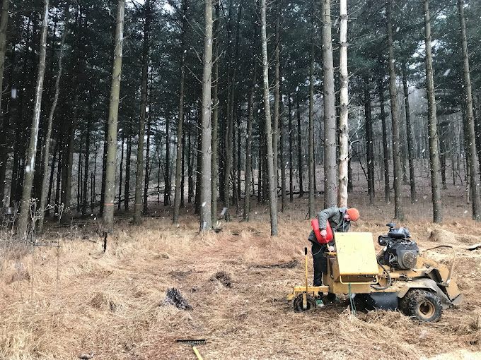 worker performing tree trimming practices on a wooded property in Columbus, OH