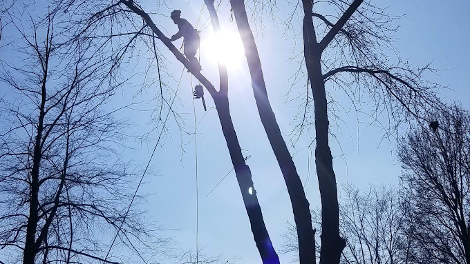 trimming tall tree branches to protect trees during summer heat in Columbus, OH
