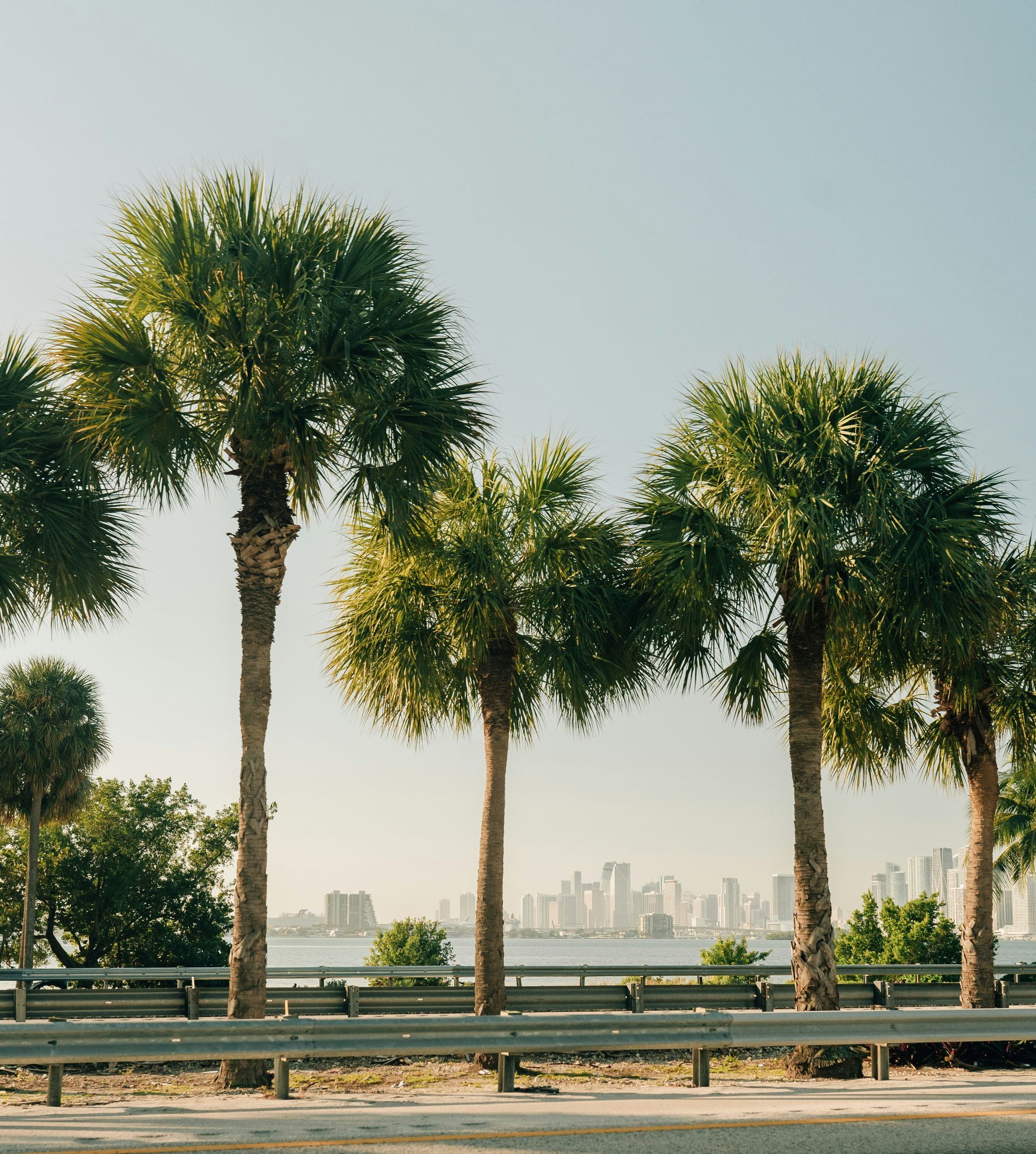 Palm trees along a roadside with a distant city skyline under a clear sky