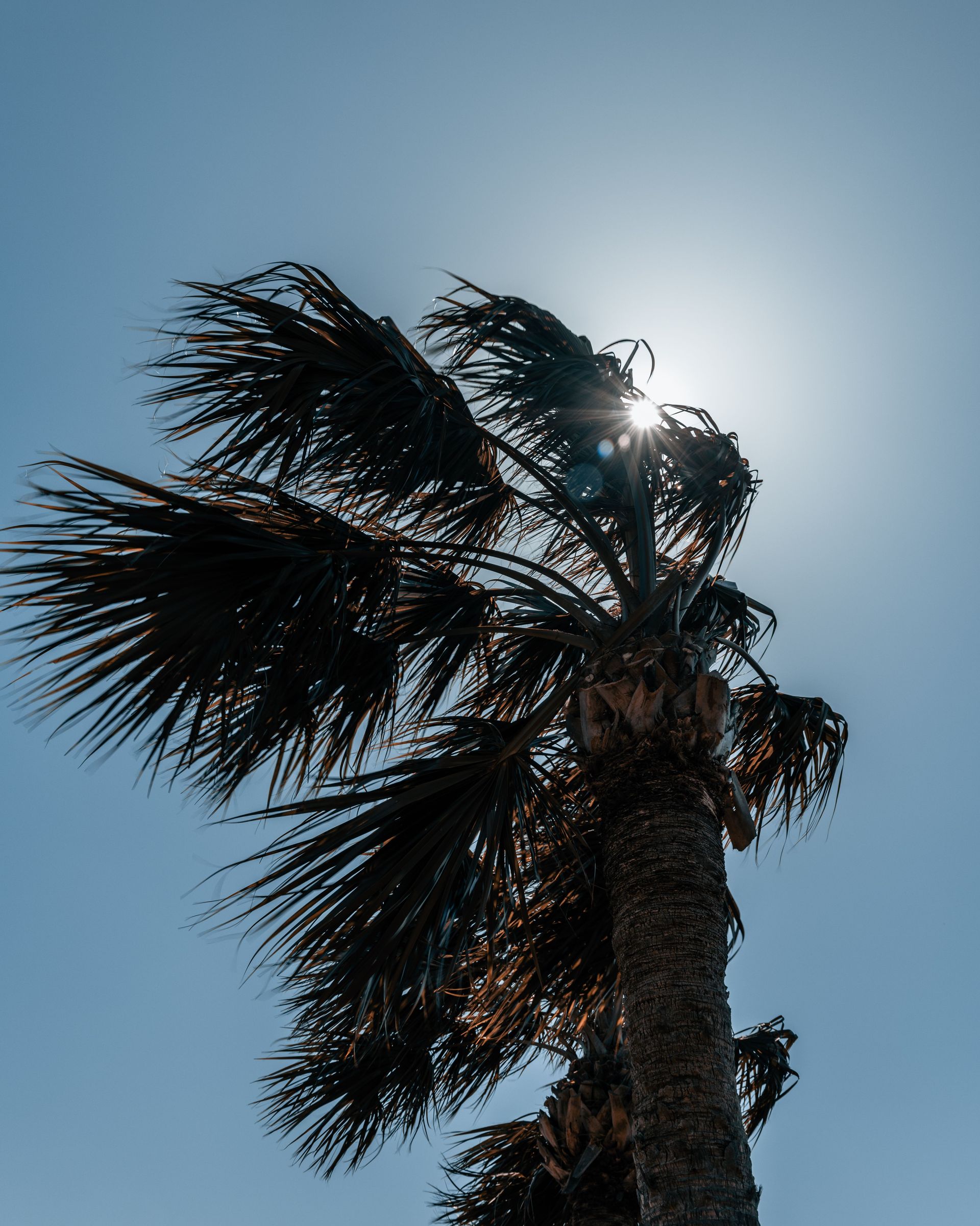 Backlit palm tree swaying against a bright sun and blue sky