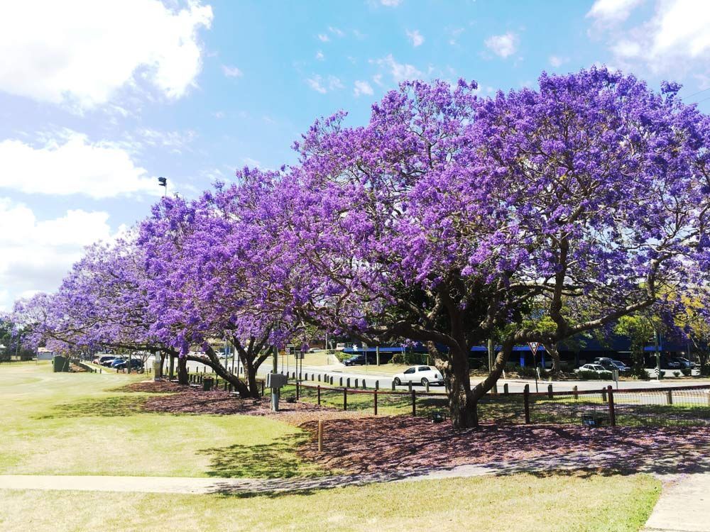 A Row of Purple Trees in A Park on A Sunny Day — Ryde Energy in Ipswich, QLD