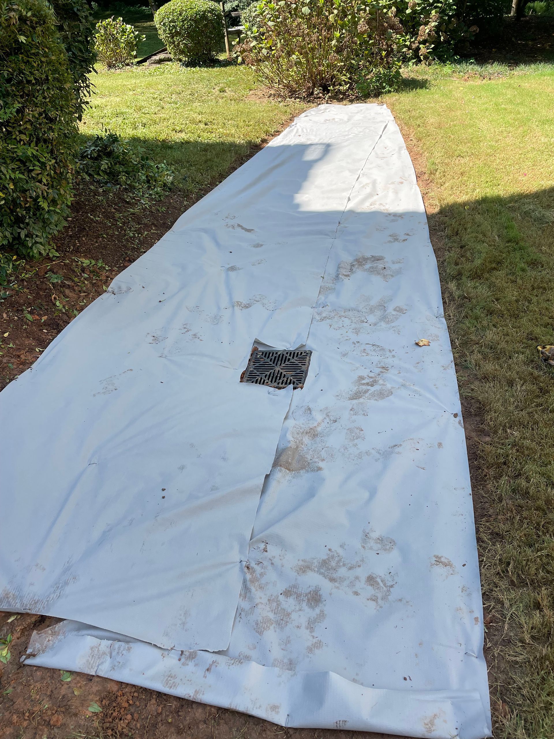 White tarp or plastic sheet laid over a narrow garden path in a sunny yard, with a cutout hole near the center.
