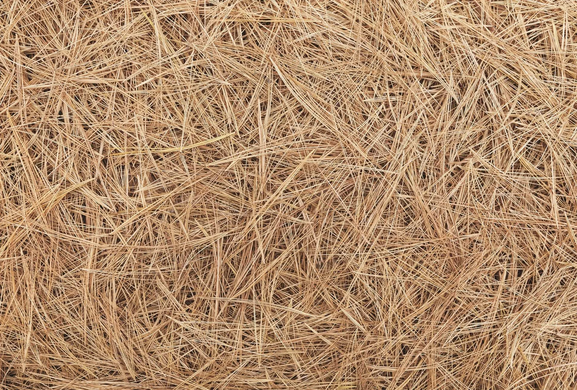 Close-up of dry straw or hay in a tan, tangled texture.