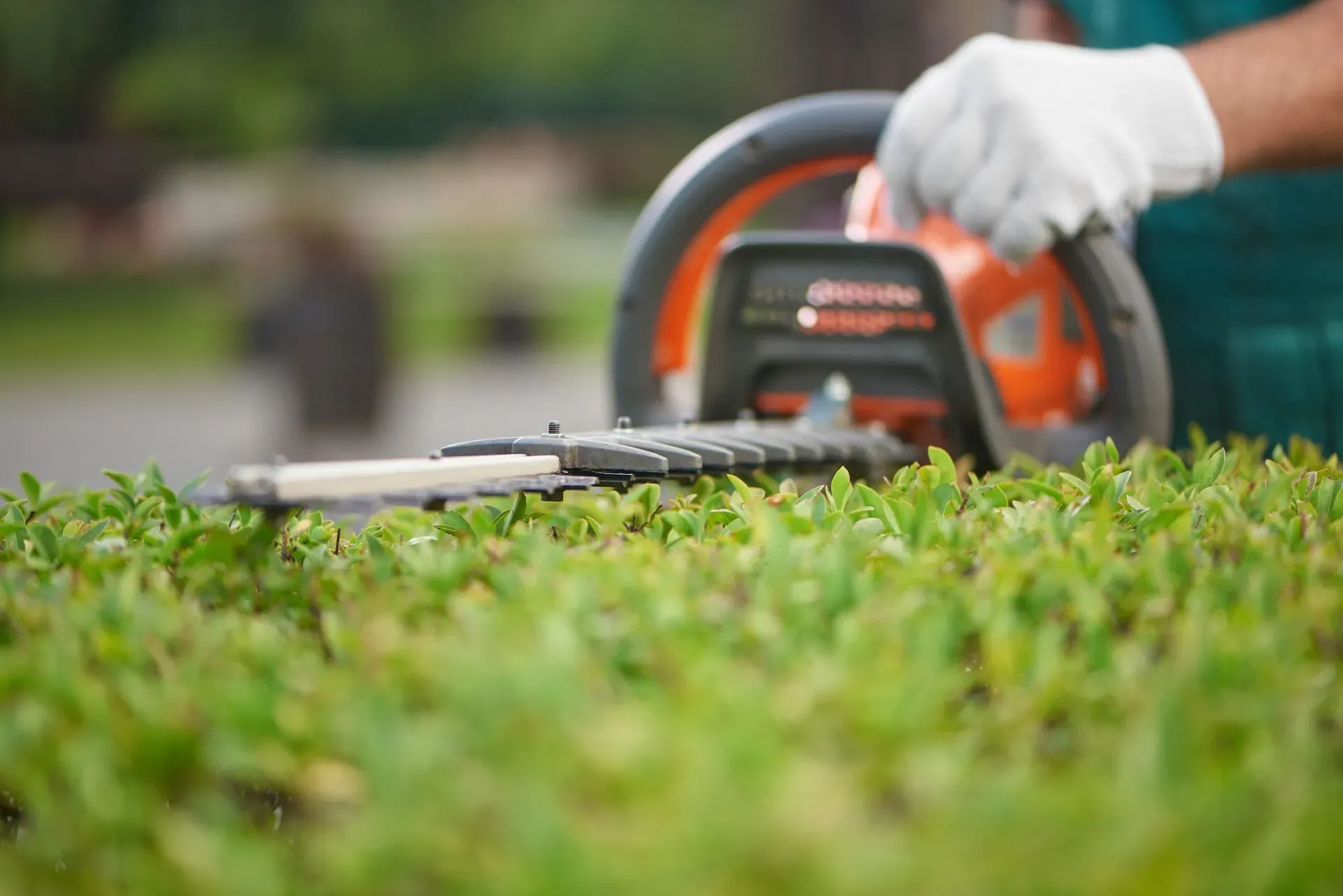 Hand trimming hedges with an orange trimmer in a garden close-up