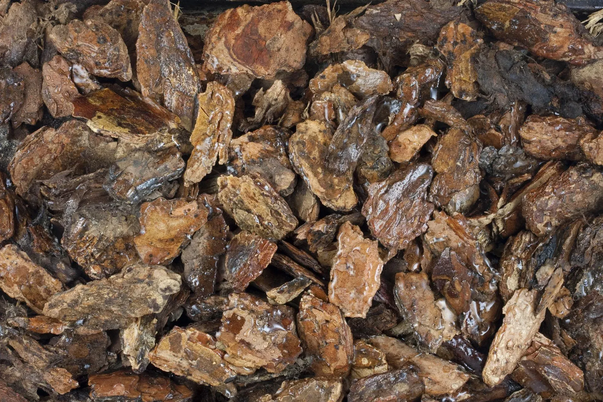 Close-up of brown, rough bark chips piled together