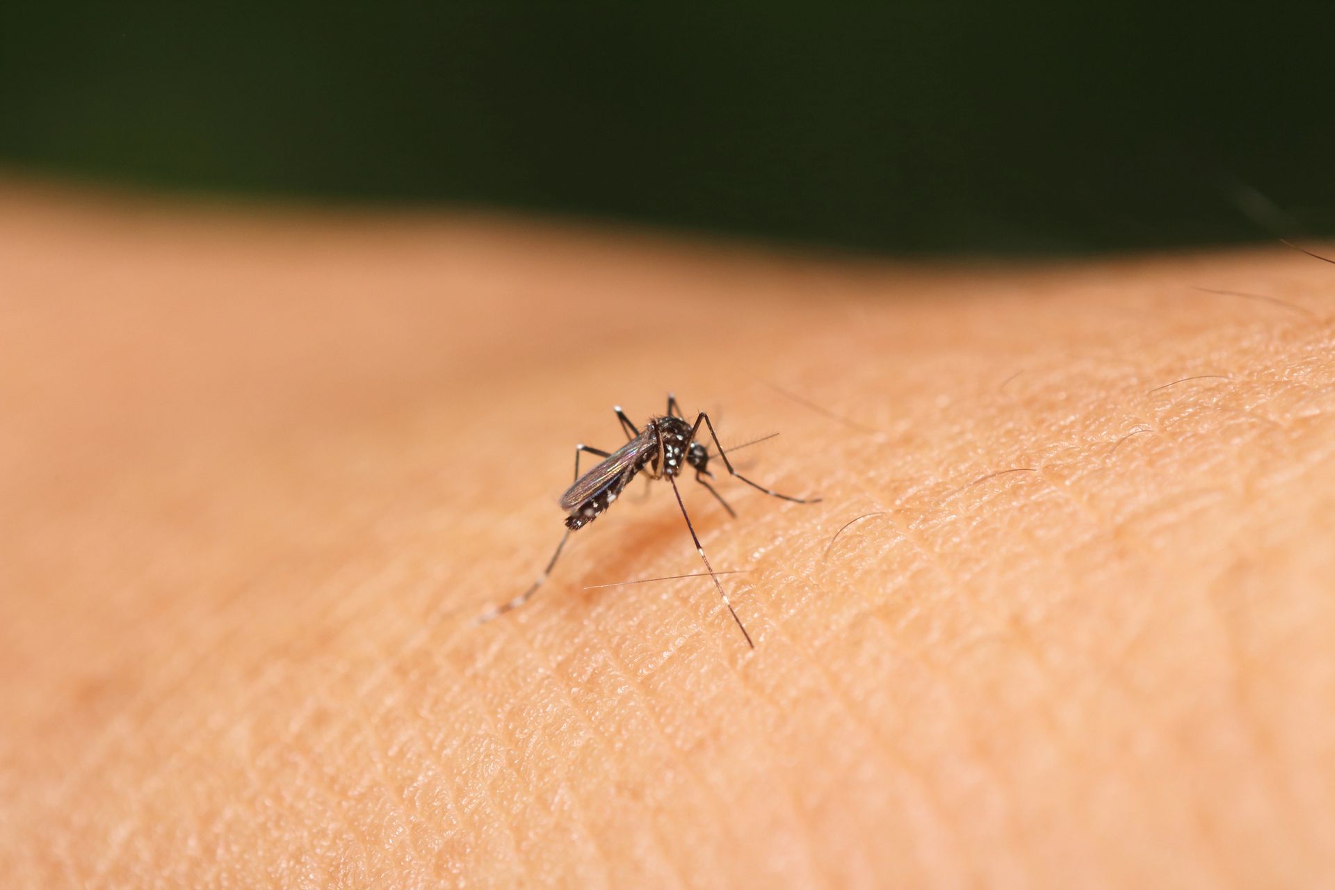 No-See-Ums Control in Tampa Bay, FL