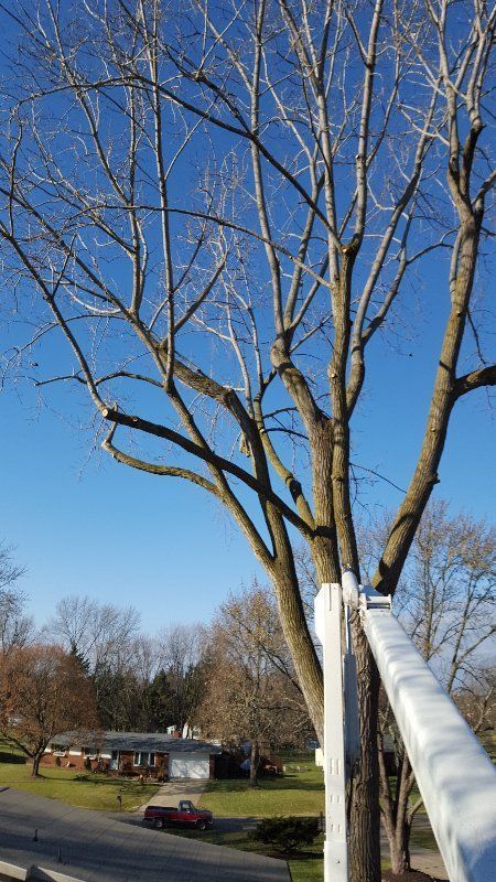 Tree Trimming — Genesee County, MI — Greenwood Tree Service Tree Trimming — Genesee County, MI — Greenwood Tree Service