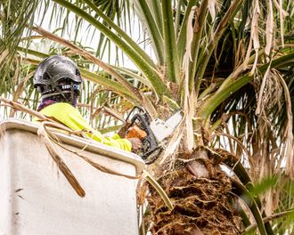 Palm Trees Logo
