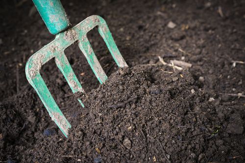 Covering Tree Stump With Soil
