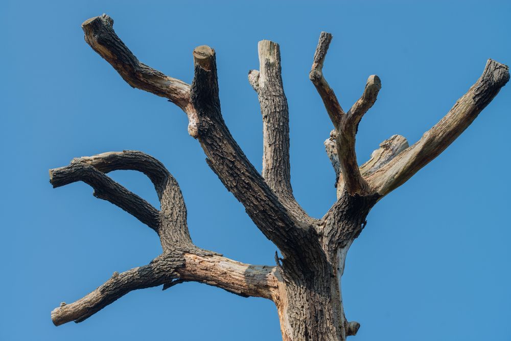 Tree Branch Without Leaves