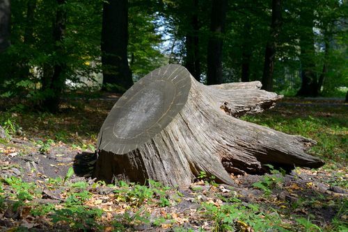 Tree Stump