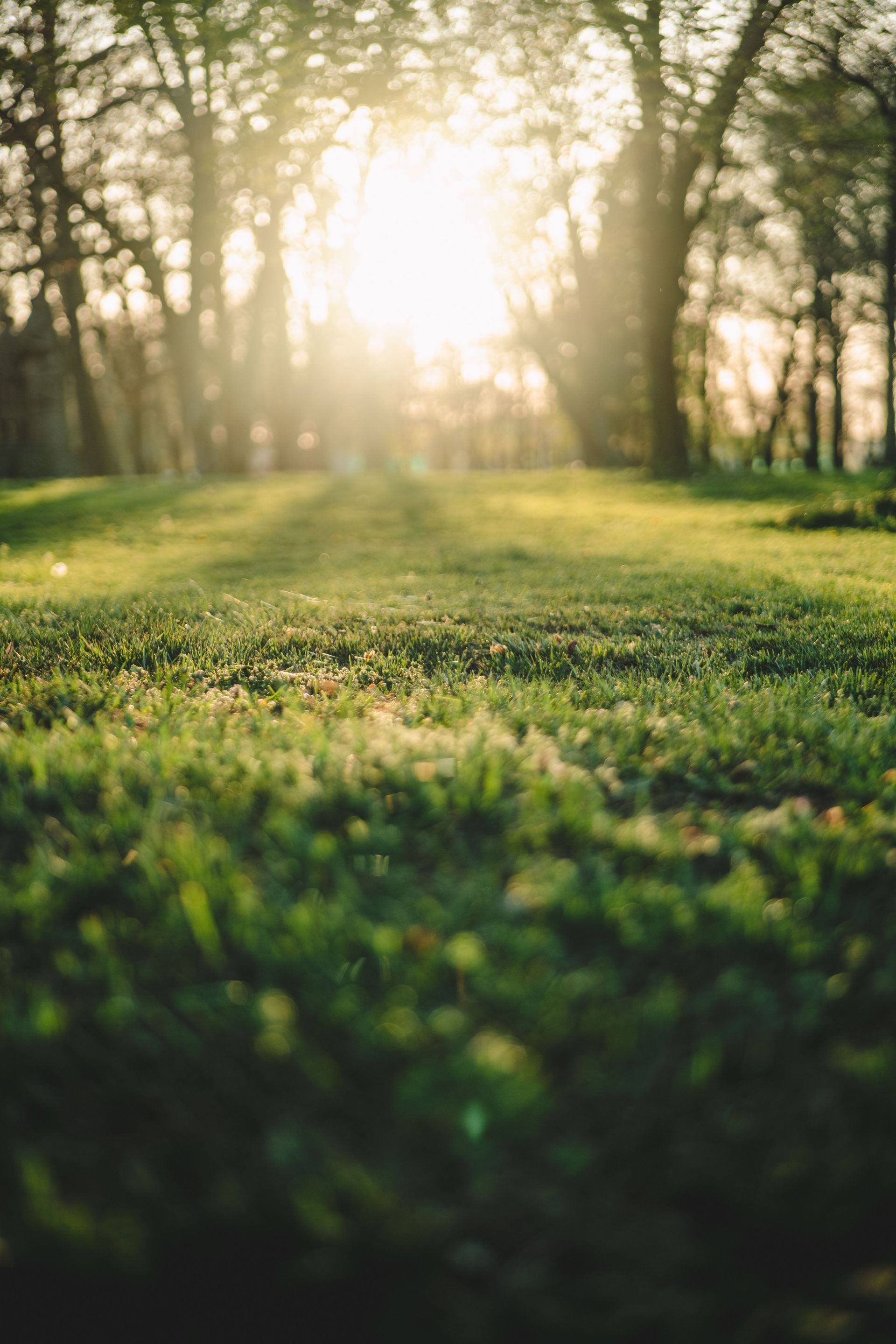 Sunlit forest clearing with green grass and trees glowing in warm morning light