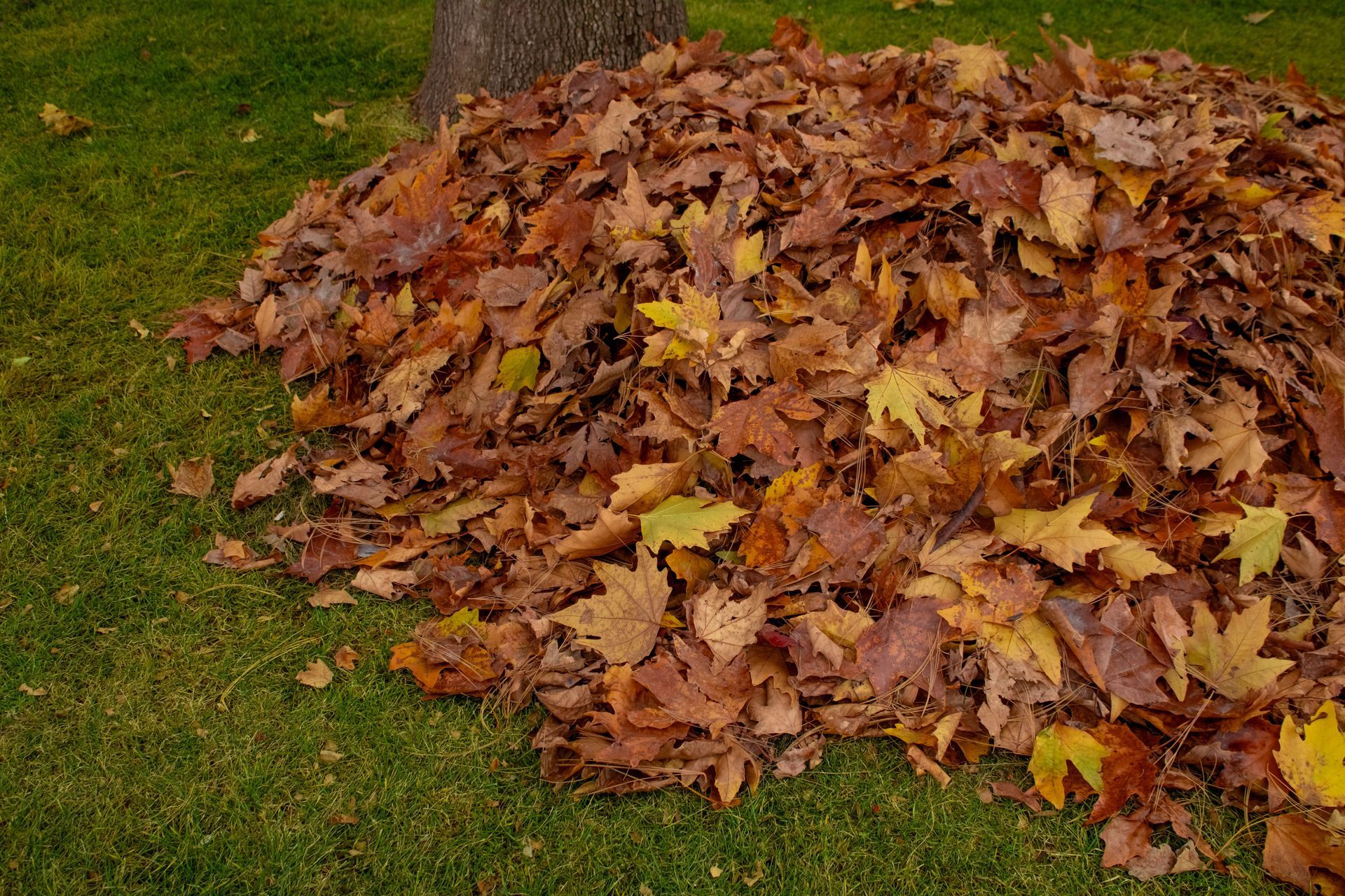 Pile of brown autumn leaves on green grass