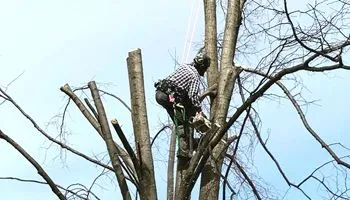 Arborist cutting branches from a tall tree, secured with a harness. Blue sky background.