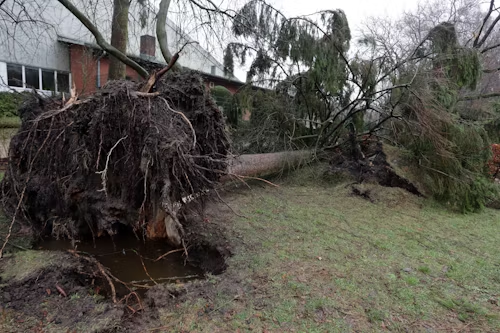 Uprooted tree with exposed roots lies on a grassy hill, near a brick building.