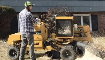 Man operating a yellow stump grinder on a lawn, wood chips flying.
