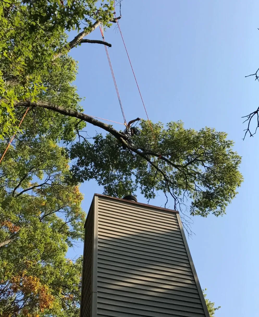 A tree branch hangs over a chimney, dotted line suggesting a rope swing setup.