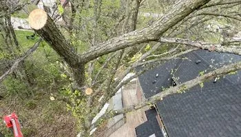 A high-angle view of a tree being pruned, with cut branches near a dark-shingled house roof and red lift equipment.