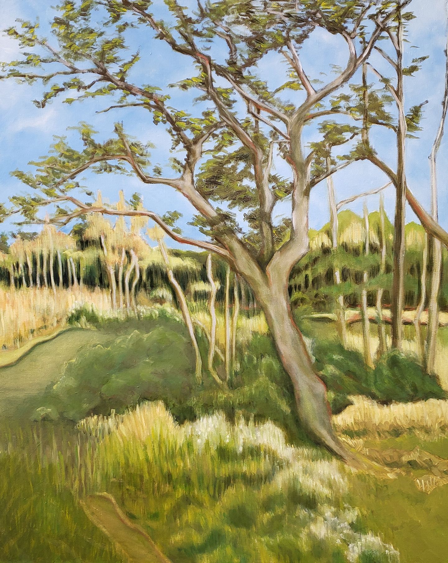 Sunlit grassy field with scattered trees and a leaning tree in the foreground under a clear sky