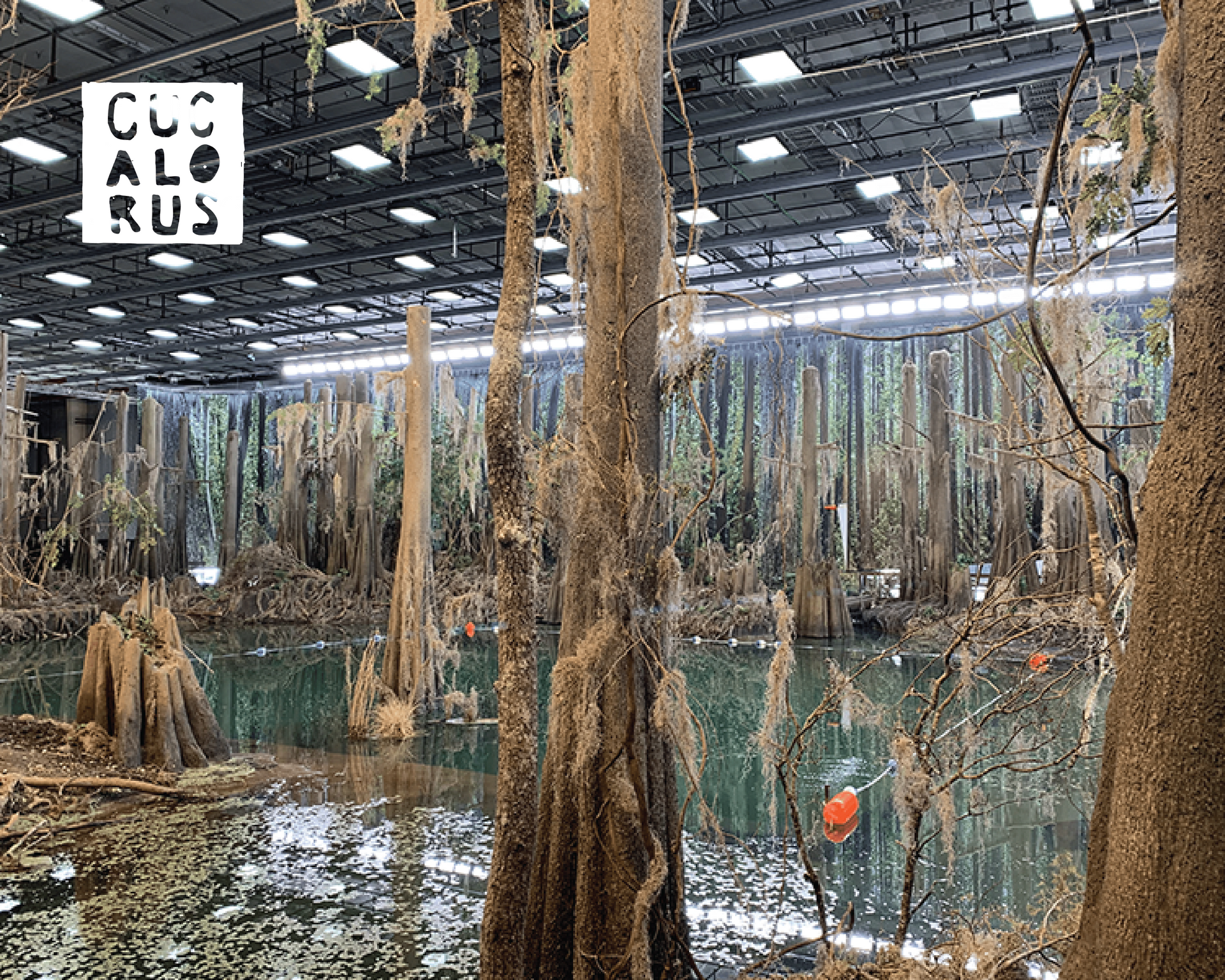 Indoor swamp exhibit with tall cypress trees and hanging roots, viewed under a large glass-roofed ceiling