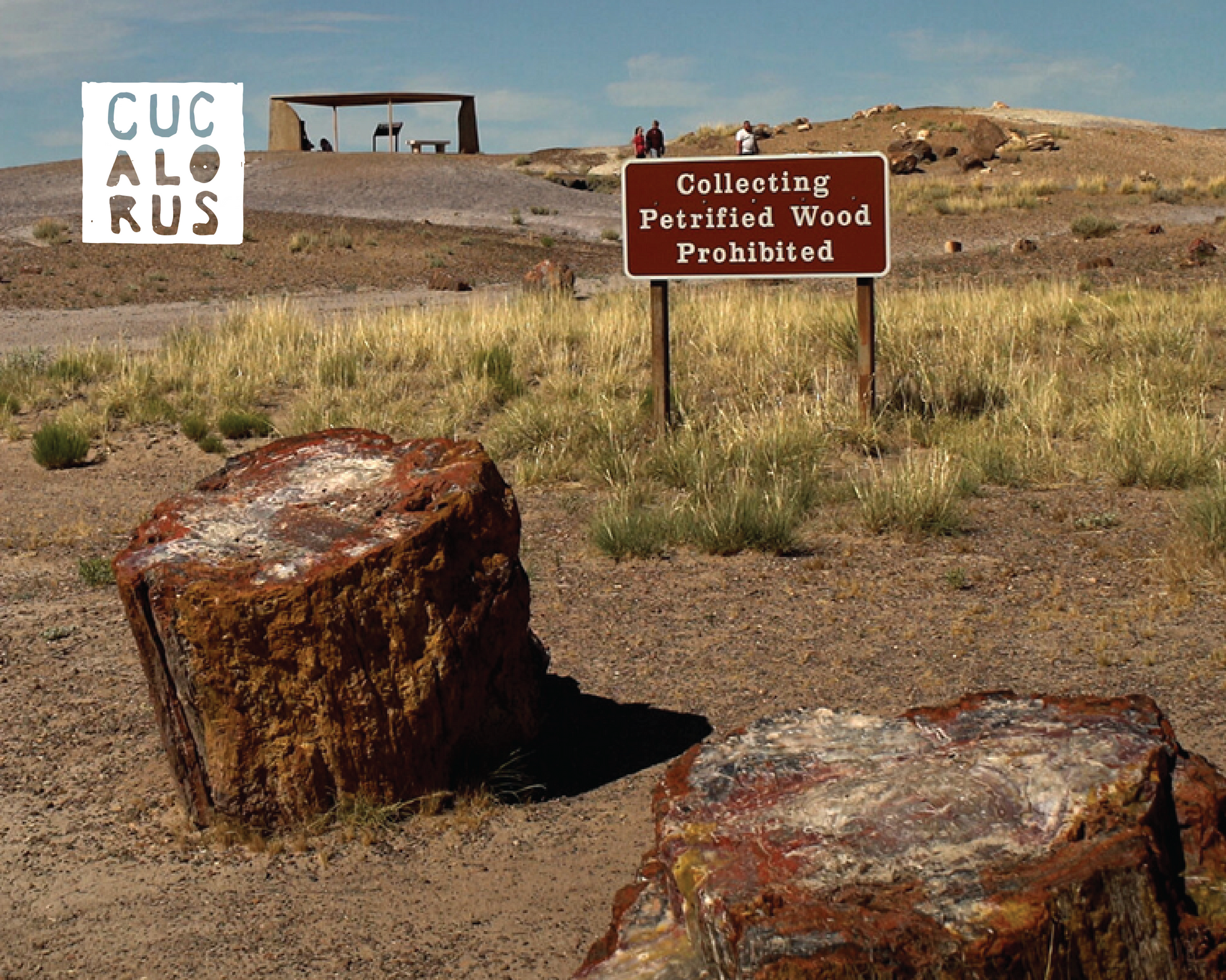 Desert park sign reading “Collecting Petrified Wood Prohibited” beside petrified wood logs and a Cucarus sign