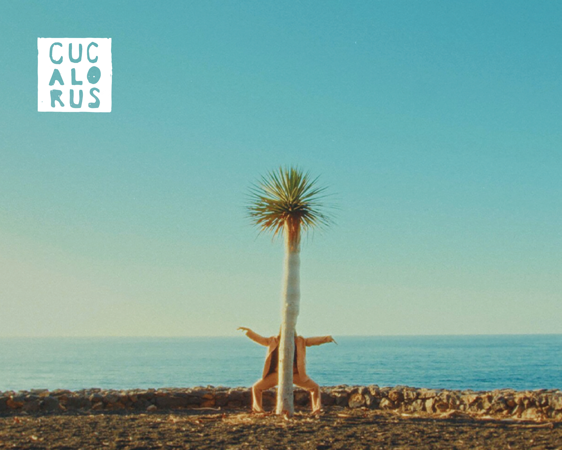 A kangaroo sits beside a lone palm tree on a rocky beach, with the ocean and blue sky behind.