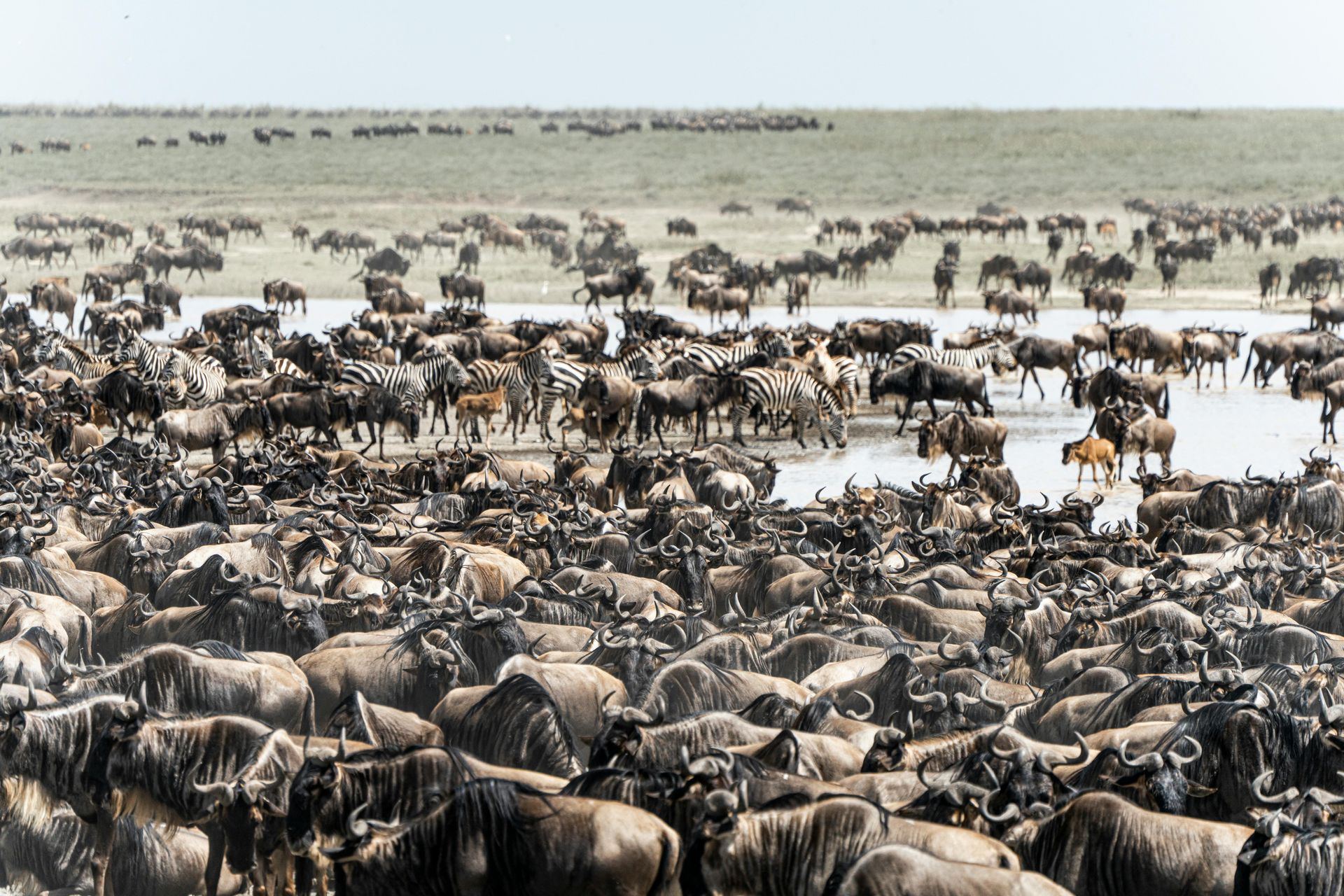 A vast herd of wildebeest crossing a shallow muddy river in an open savannah