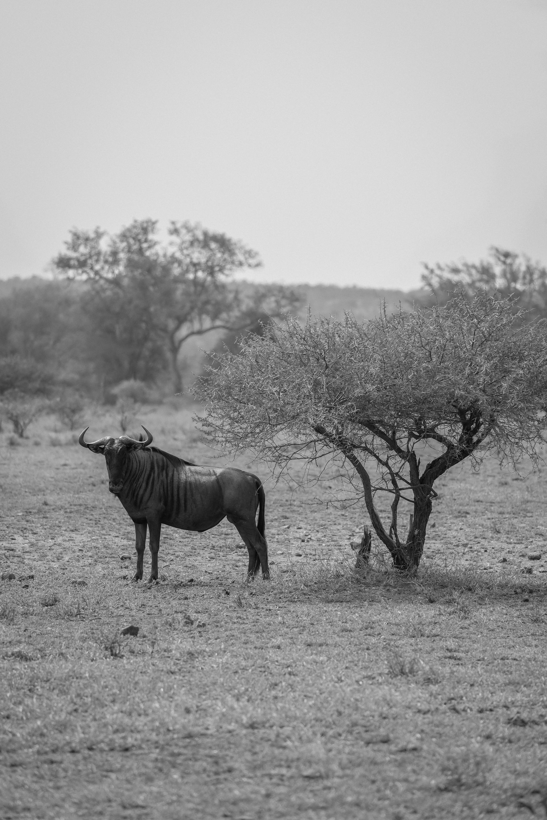 A lone wildebeest stands beside a small tree in a grassy savanna.
