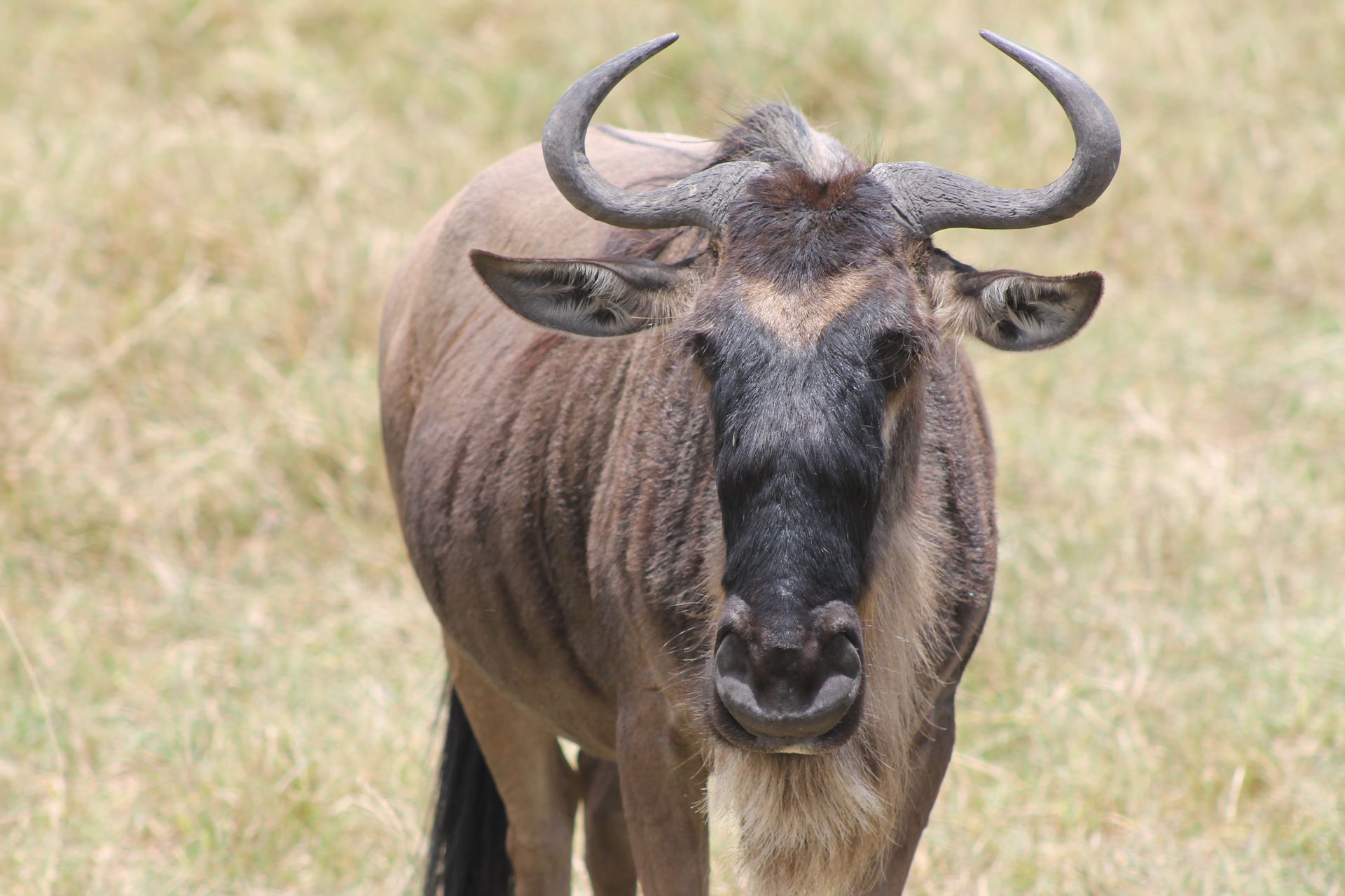 Wildebeest standing in dry grassland, facing forward.