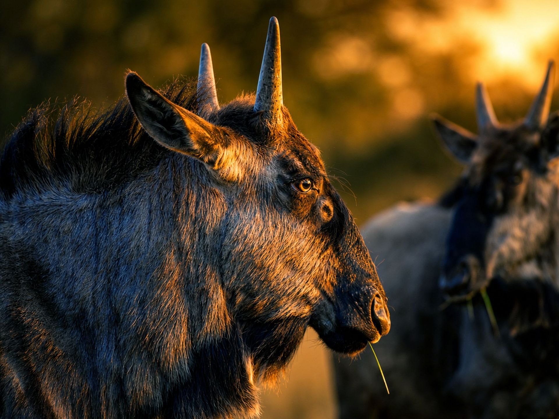 Two goats in warm sunset light, one in sharp profile and one blurred in the background