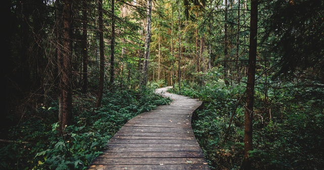 A wooden path in the middle of a forest
