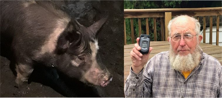hog wild