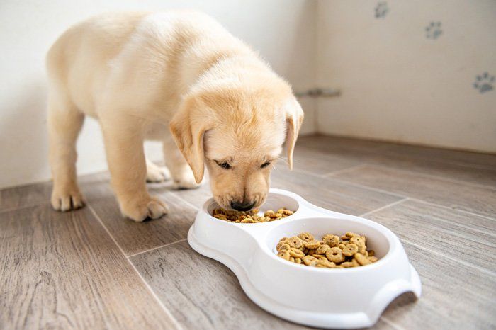 Puppy Eating a Dog Food — East Bend, NC — Grandview Animal Hospital Puppy Eating a Dog Food — East Bend, NC — Grandview Animal Hospital