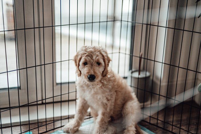 Dog Inside the Cage — East Bend, NC — Grandview Animal Hospital Dog Inside the Cage — East Bend, NC — Grandview Animal Hospital