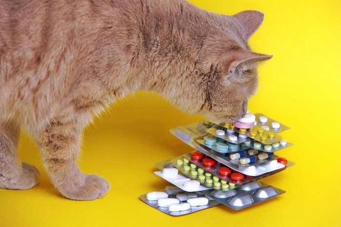Cat and Pet Medicines — East Bend, NC — Grandview Animal Hospital Cat and Pet Medicines — East Bend, NC — Grandview Animal Hospital