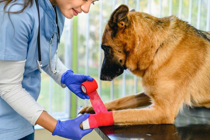 Veterinarian Bandaging a Dog — East Bend, NC — Grandview Animal Hospital Veterinarian Bandaging a Dog — East Bend, NC — Grandview Animal Hospital