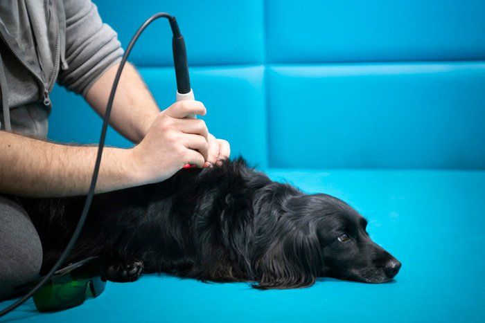 Dog Having Laser Therapy — East Bend, NC — Grandview Animal Hospital Dog Having Laser Therapy — East Bend, NC — Grandview Animal Hospital